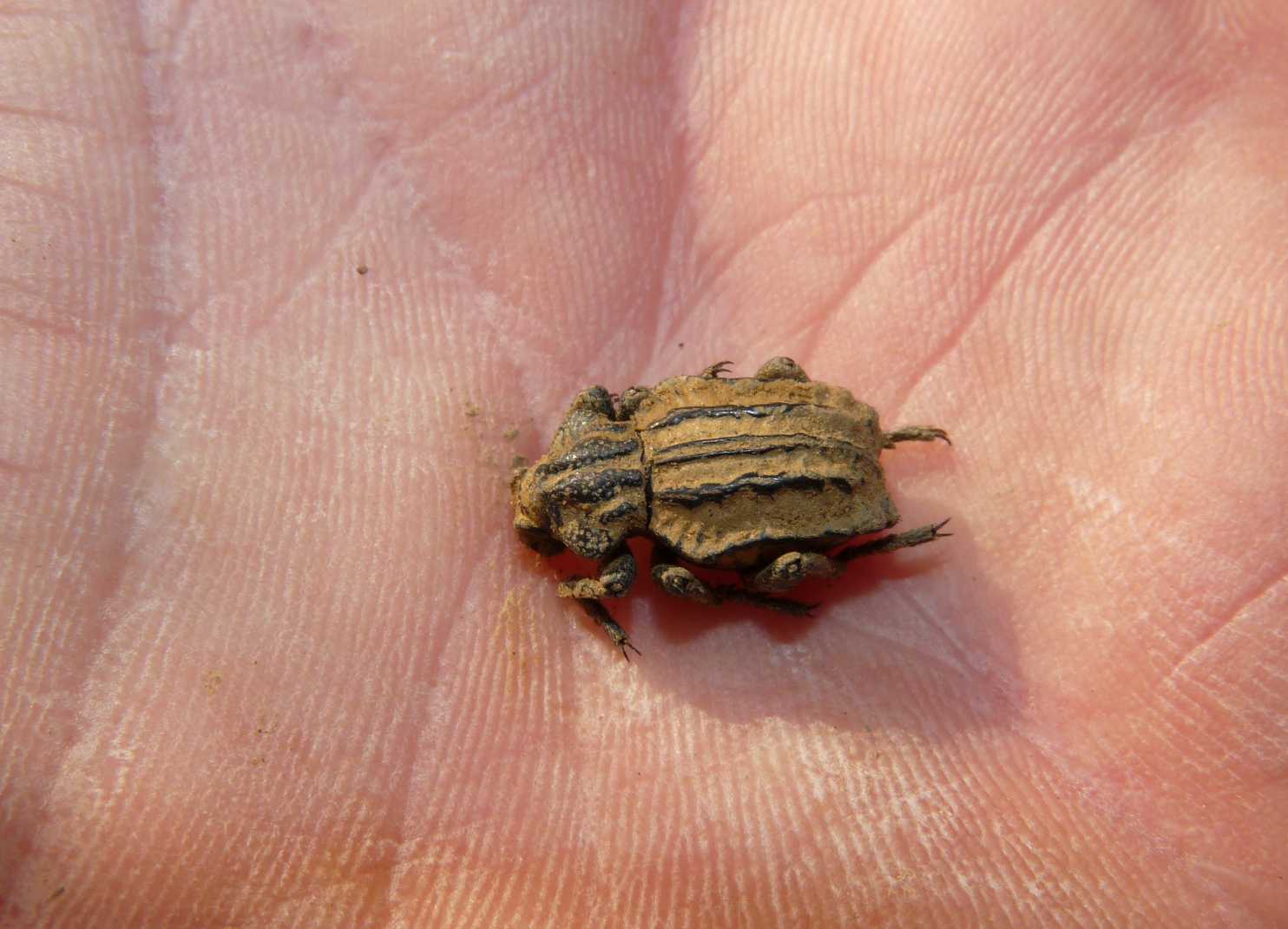 Brachycerus undatus (Brachyceridae)